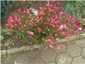 gaura